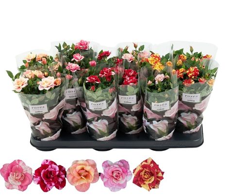 Rosa VICTORY MIX