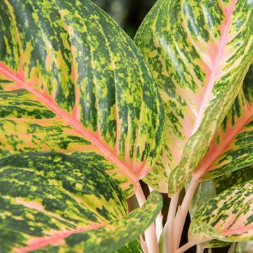 Aglaonema 'Spring Red'