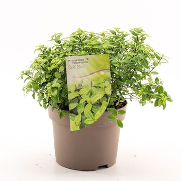 Pittosporum tenuifolium 'Golf Ball'