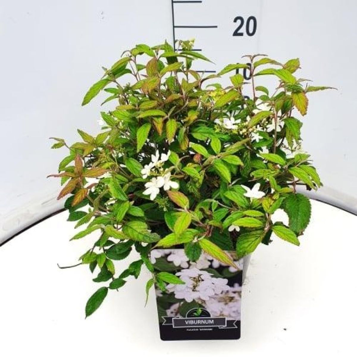 Viburnum plicatum 'Watanabe' — Plant Wholesale FlorAccess