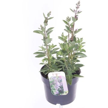 Nepeta sibirica SERENE WILD ORCHID