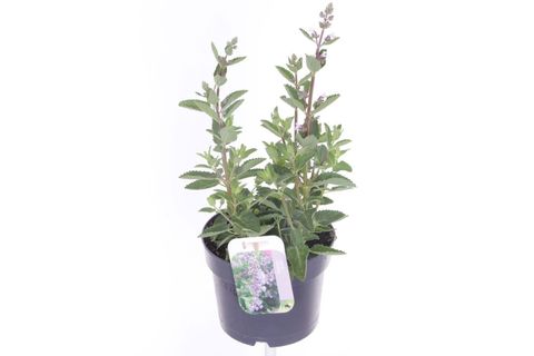 Nepeta sibirica SERENE WILD ORCHID