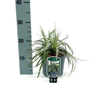 Astelia 'Silver Shadow'