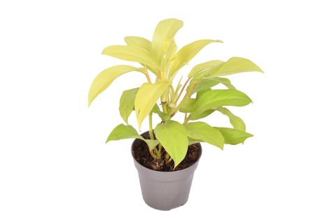 Philodendron 'Malay Gold'
