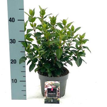 Viburnum tinus