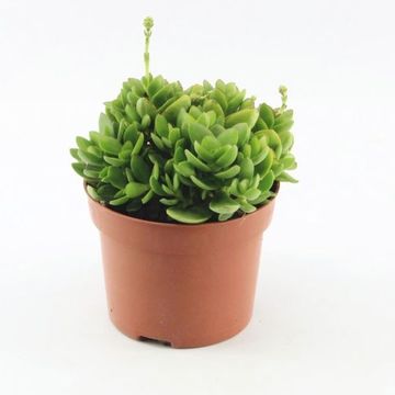 Crassula 'Moneymaker'