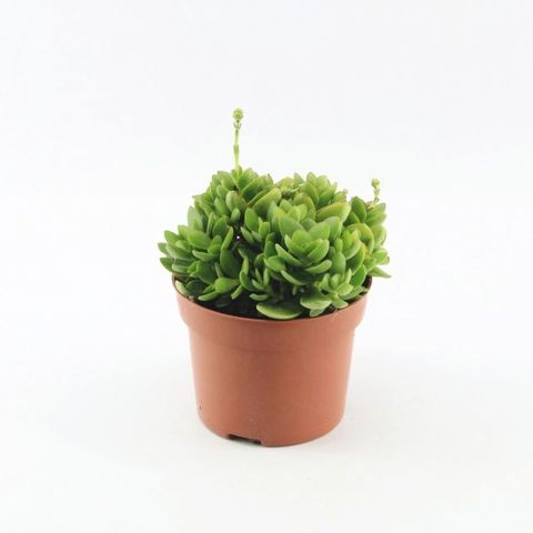Crassula 'Moneymaker'