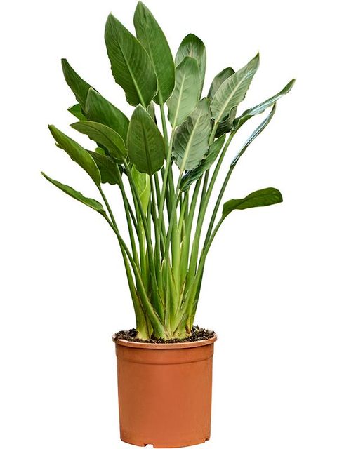 Strelitzia reginae