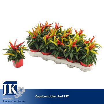 Capsicum annuum 'Joker'