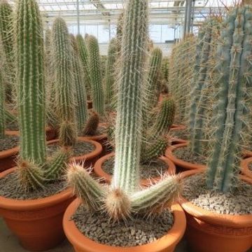 Espostoa laticornua