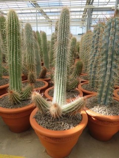 Espostoa laticornua