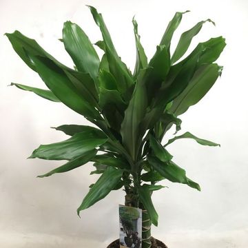 Dracaena steudneri