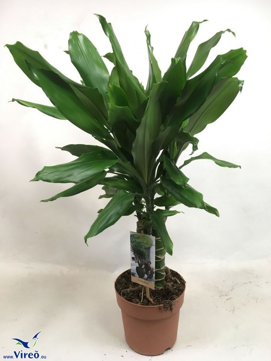 Dracaena steudneri  Plant Wholesale FlorAccess