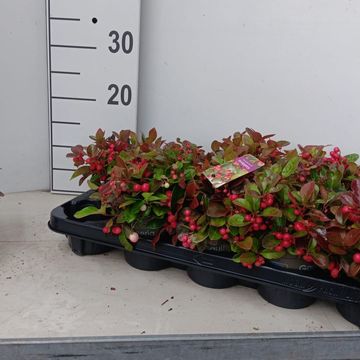 Gaultheria procumbens