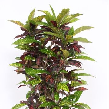 Trojskrzyn variegatum 'Freckles'