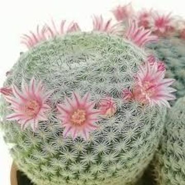 Mammillaria pseudoperbella