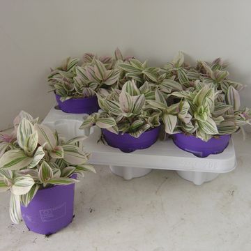 Tradescantia 'Unicorn'