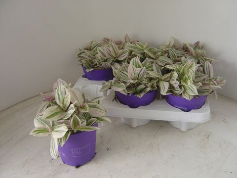 Tradescantia 'Unicorn'