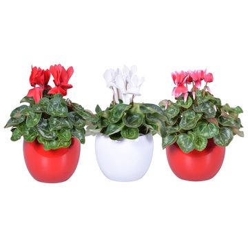 Cyclamen persicum SUPER SERIE S ALLURE MIX