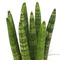 Sansevieria cylindrica 'Straight'