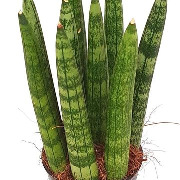Sansevieria cylindrica 'Straight'