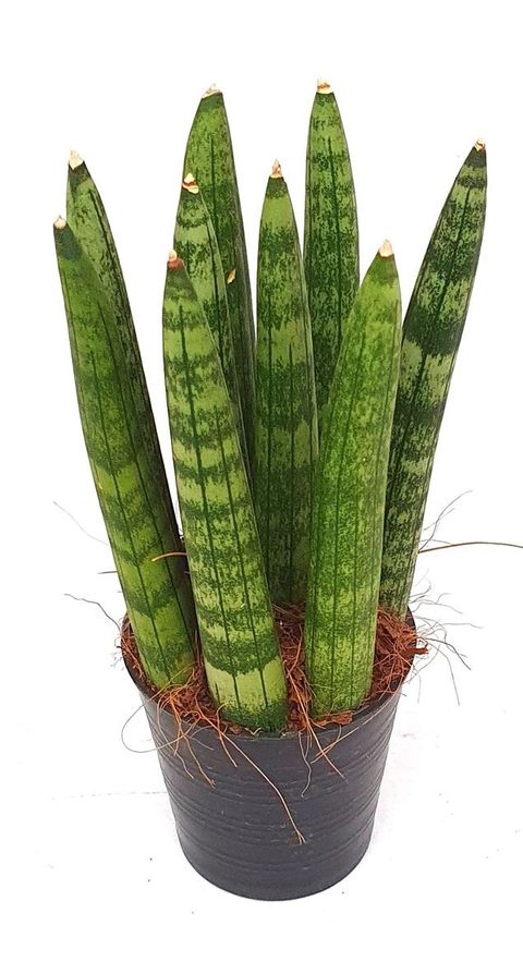 Sansevieria cylindrica 'Straight'
