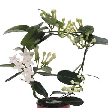 Stephanotis floribunda