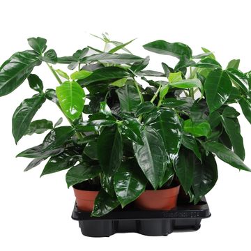 Syngonium podophyllum 'Trileaf Wonder'