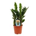 Zamioculcas zamiifolia ZENZI