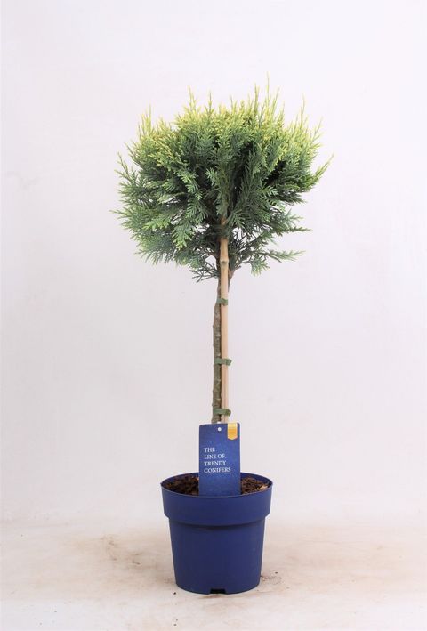 Chamaecyparis lawsoniana 'Columnaris'