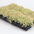 Sedum 'Little Missy'