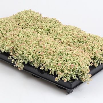 Sedum 'Little Missy'