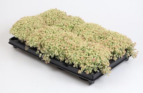 Sedum 'Little Missy'