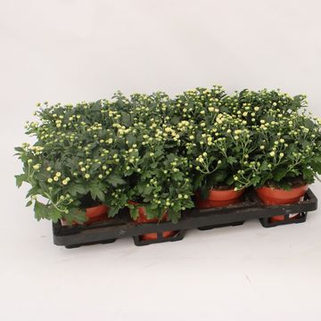 Chrysanthemum 'Braque White'