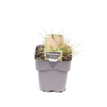 Pennisetum alopecuroides 'Little Bunny'