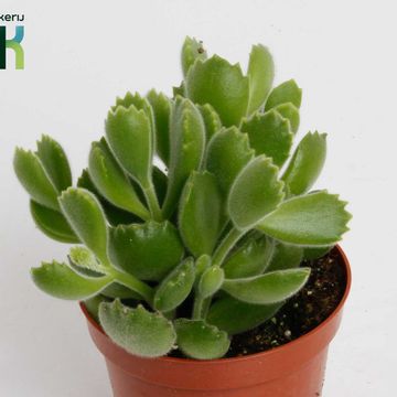 Cotyledon ladismithiensis