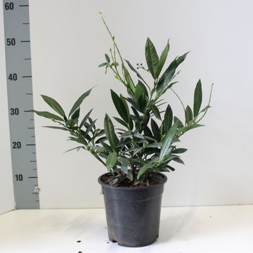 Prunus laurocerasus 'Otto Luyken'