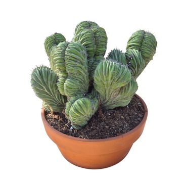 Polaskia chende cristata