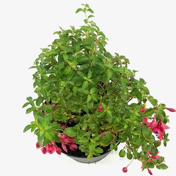 Fuchsia 'Tom Thumb'