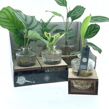 Arrangement Houseplants