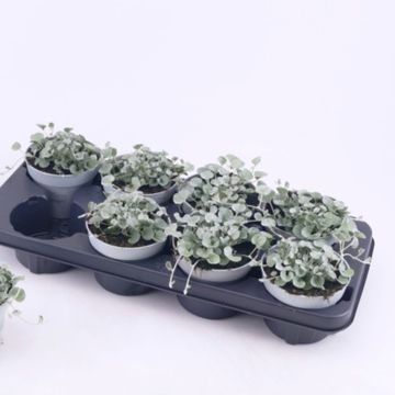 Dichondra argentea 'Silver Falls'