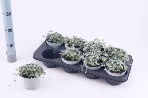 Dichondra argentea 'Silver Falls'