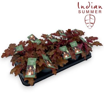 Heuchera INDIAN SUMMER MARMELADE