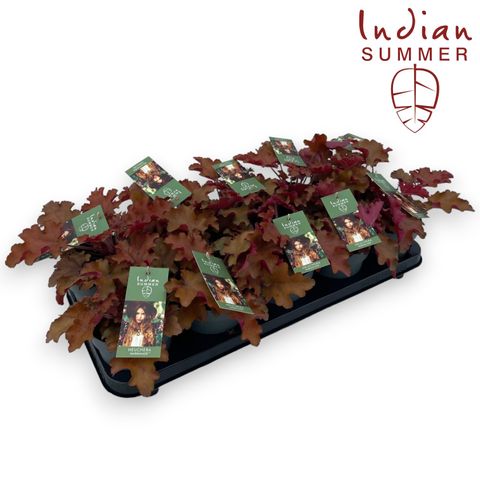 Heuchera INDIAN SUMMER MARMELADE