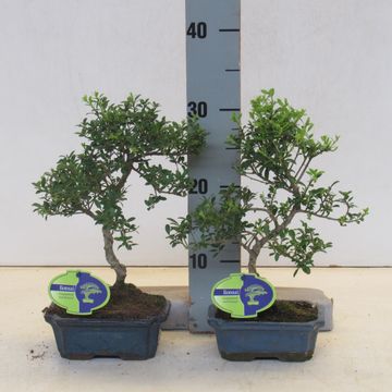 Ilex crenata
