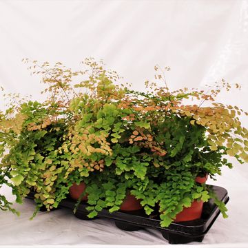 Adiantum tenerum 'Scutum Roseum'