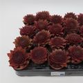 Sempervivum 'Red Rubin'