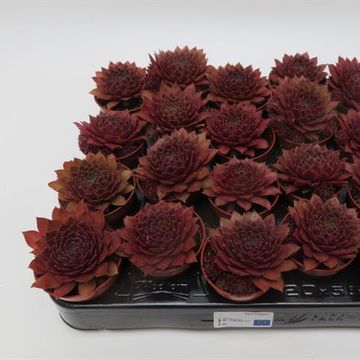 Sempervivum 'Red Rubin'