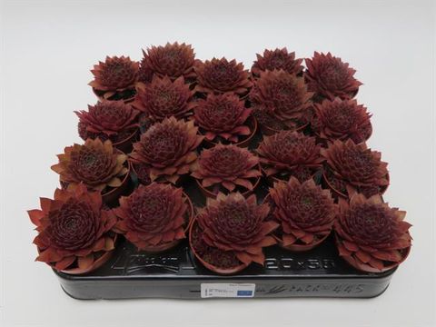 Sempervivum 'Red Rubin'
