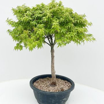 Acer palmatum 'Kiyohime'